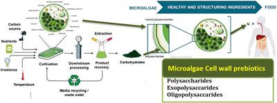 Microalgae Bioactive Carbohydrates as a Novel Sustainable and Eco-Friendly Source of Prebiotics: Emerging Health Functionality and Recent Technologies for Extraction and Detection
